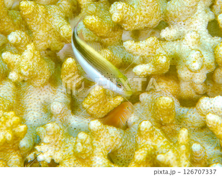 白化現象した美しいテーブルサンゴとホシゴンベの幼魚 静岡県伊豆半島賀茂郡南伊豆町中木ヒリゾ浜202 白化現象した美しいテーブルサンゴとホシゴンベの幼魚 静岡県伊豆半島賀茂郡南伊豆町中木ヒリゾ浜202 126707337