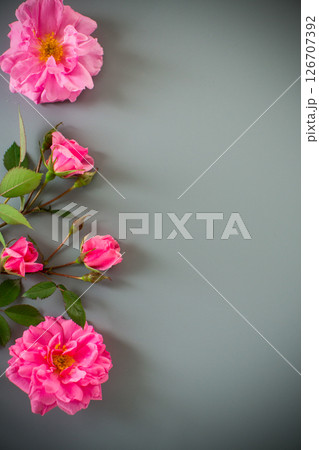 Rose flowers on a smooth pastel surface Rose flowers on a smooth pastel surface 126707392