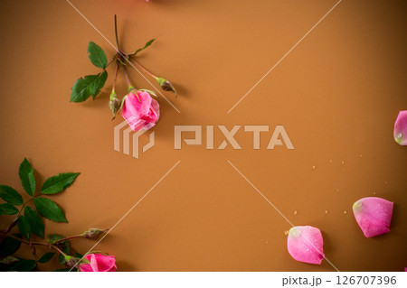 Pink garden roses on a brown background Pink garden roses on a brown background 126707396