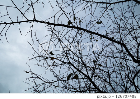 秋の空と木 126707488