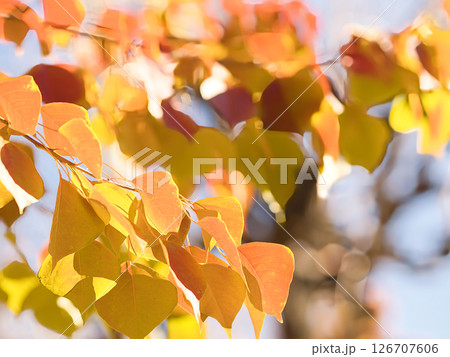 紅葉した葉 紅葉した葉 126707606