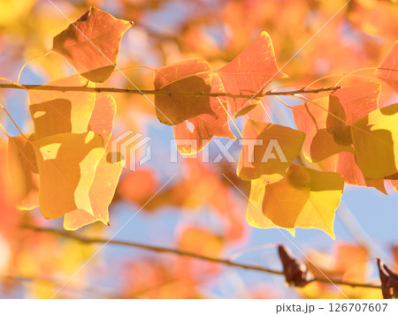 紅葉した葉 紅葉した葉 126707607