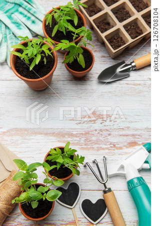 Gardener preparing seedlings and tools for urban gardening on rustic white wood background 126708104