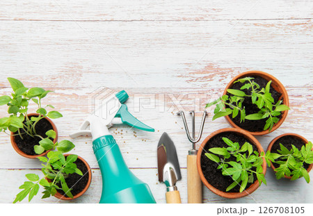 Gardening tools and seedlings on rustic white table, preparing for spring planting 126708105