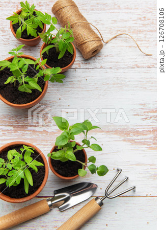 Seedlings growing in terracotta pots with gardening tools on rustic white wood table Seedlings growing in terracotta pots with gardening tools on rustic white wood table 126708106
