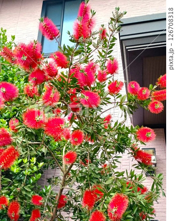 家のシンボルツリーの真っ赤な花のブラシの木 126708318