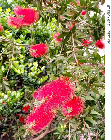 家のシンボルツリーの真っ赤な花のブラシの木 126708319