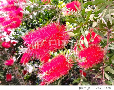 家のシンボルツリーの真っ赤な花のブラシの木 126708320