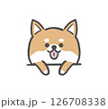 ひょっこり顔を出す柴犬 126708338