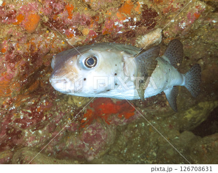 水中洞窟のイシガキフグ、キンセンイシモチ他群れ。ヒリゾ浜中木南伊豆町伊豆半島静岡県2024 126708631