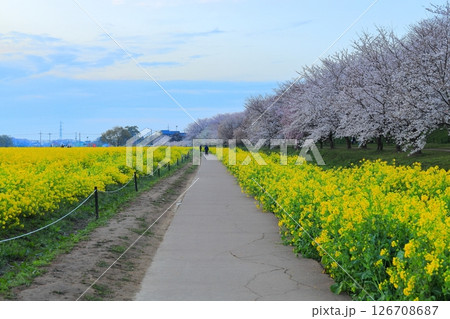 埼玉県 幸手権現堂桜堤 埼玉県 幸手権現堂桜堤 126708687