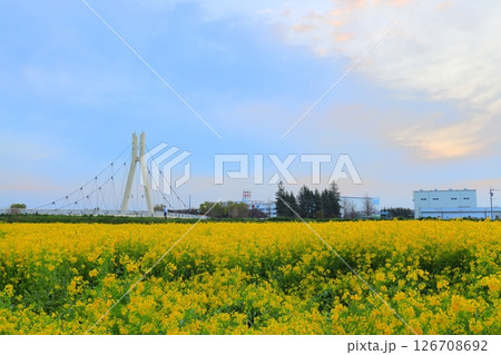 埼玉県 幸手権現堂桜堤 埼玉県 幸手権現堂桜堤 126708692