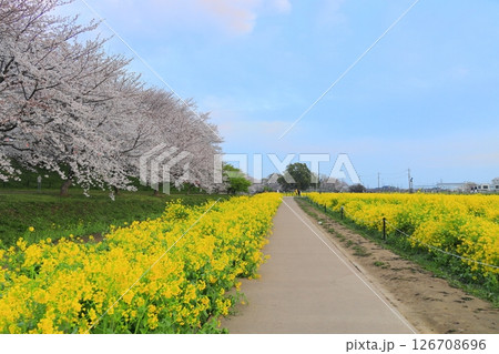 埼玉県 幸手権現堂桜堤 埼玉県 幸手権現堂桜堤 126708696