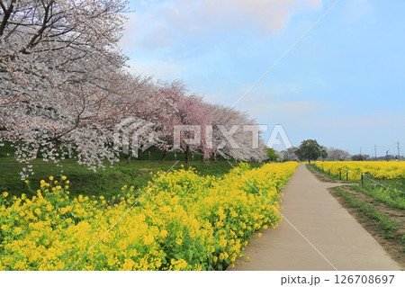 埼玉県 幸手権現堂桜堤 埼玉県 幸手権現堂桜堤 126708697