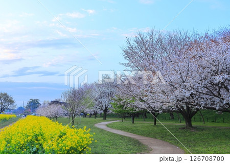 埼玉県　幸手権現堂桜堤 126708700