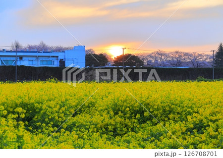 埼玉県　幸手権現堂桜堤 126708701