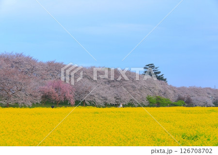 埼玉県　幸手権現堂桜堤 126708702