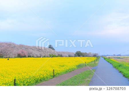 埼玉県　幸手権現堂桜堤 126708703