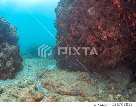 イボヤギ群生とソラスズメダイ、オヤビッチャ他の群れ, 伊豆半島賀茂郡南伊豆町中木ヒリゾ浜2024年 126708812