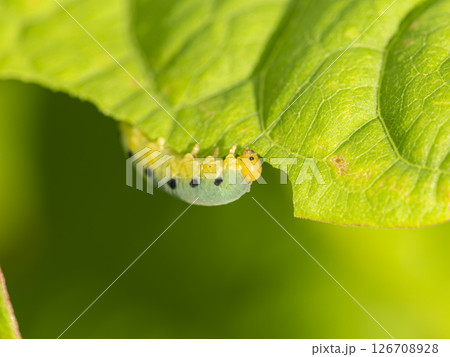 葉を食べるハグロハバチの幼虫 126708928
