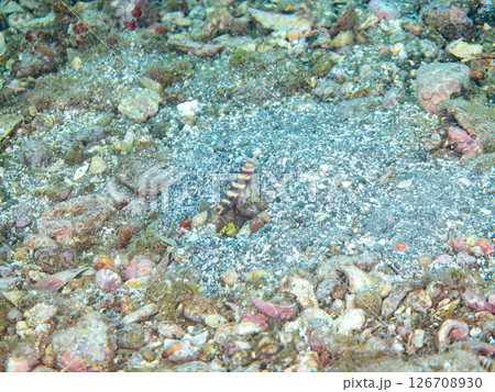 砂地の穴で共生する、クビアカハゼ、コシジロテッポウエビ。 ヒリゾ浜中木南伊豆町伊豆半島静岡県2024 126708930