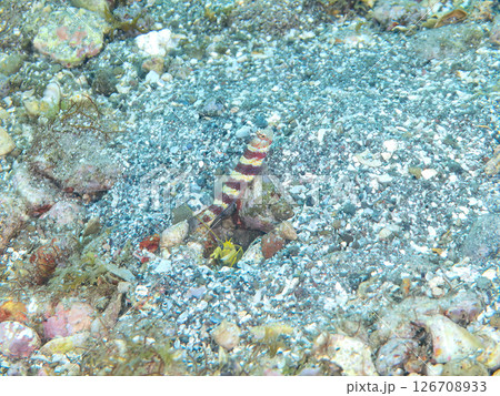 砂地の穴で共生する、クビアカハゼ、コシジロテッポウエビ。 ヒリゾ浜中木南伊豆町伊豆半島静岡県2024 126708933