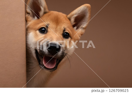 柴犬の子犬が笑顔で見つめる可愛いポートレート 126709025