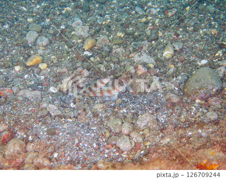 砂地の穴で三者共生する、ダテハゼ、ハナハゼ、ニシキテッポウエビ。伊豆半島賀茂郡南伊豆町中木ヒリゾ浜 126709244