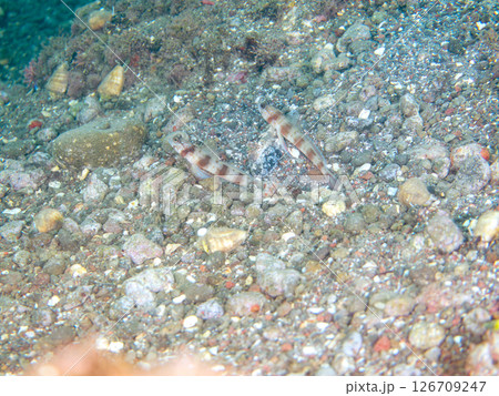 砂地の穴で三者共生する、ダテハゼ、ハナハゼ、ニシキテッポウエビ。伊豆半島賀茂郡南伊豆町中木ヒリゾ浜 砂地の穴で三者共生する、ダテハゼ、ハナハゼ、ニシキテッポウエビ。伊豆半島賀茂郡南伊豆町中木ヒリゾ浜 126709247