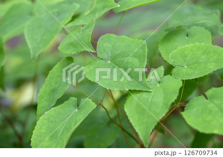 イカリソウ　薬用植物 126709734