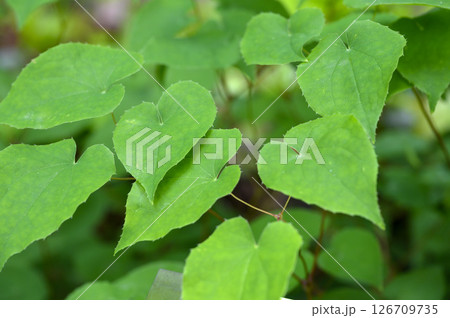 イカリソウ　薬用植物 126709735