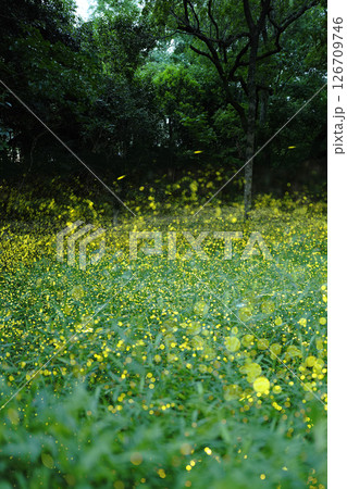 森に咲く小さな星 ヒメボタルの光　 126709746