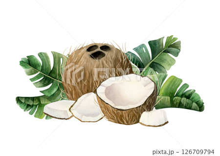 Ripe coconuts with tropical palm leaves watercolor illustration isolated on white. Whole, half and small fruit pieces hand drawn horizontal clipart. Summer vacation and organic vegan food design 126709794