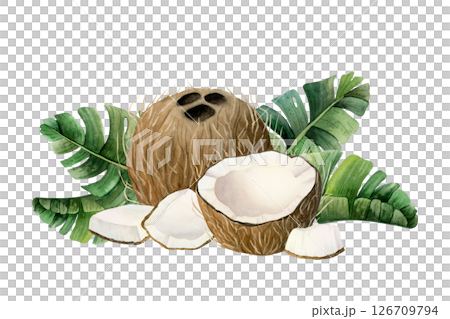 Ripe coconuts with tropical palm leaves watercolor illustration isolated on white. Whole, half and small fruit pieces hand drawn horizontal clipart. Summer vacation and organic vegan food design Ripe coconuts with tropical palm leaves watercolor illustration isolated on white. Whole, half and small fruit pieces hand drawn horizontal clipart. Summer vacation and organic vegan food design 126709794