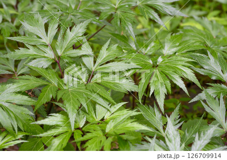 トウキ 薬効植物 薬草 トウキ 薬効植物 薬草 126709914
