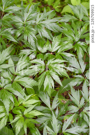 トウキ 薬効植物 薬草 トウキ 薬効植物 薬草 126709915