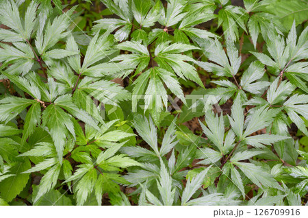 トウキ　薬効植物　薬草 126709916