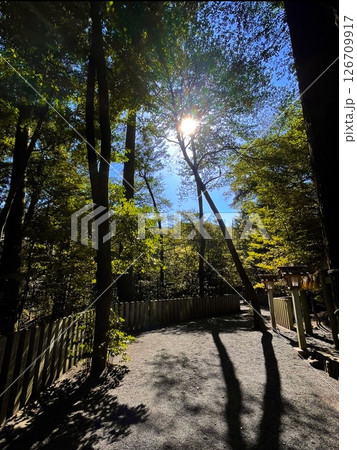 椿大神社　神聖な雰囲気の中、木々の合間からさす太陽の光が何か導いてくれているような風景 126709917