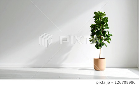 A Fiddle Fig plant in a clay pot in the room A Fiddle Fig plant in a clay pot in the room 126709986