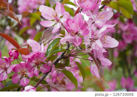 A beautiful pink-blooming apple tree stands gracefully in the park, its vibrant flowers attracting visitors and adding charm to the landscape. A beautiful pink-blooming apple tree stands gracefully in the park, its vibrant flowers attracting visitors and adding charm to the landscape. 126710008