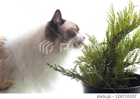 Ragdoll cat eating green juniper bush 126710107