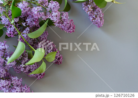 Beautiful lilac on a gray background with empty space for text 126710126