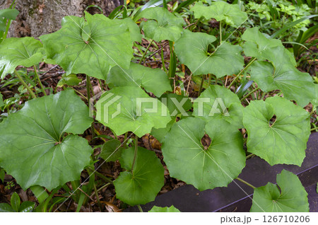 ウスバサイシン　薬効植物　薬草 126710206