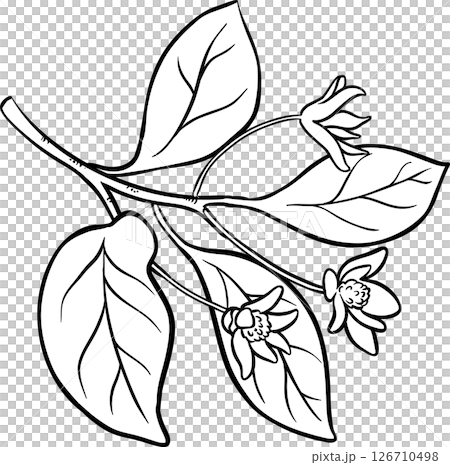 Schisandra Branch Flowers and Leaves Outline Illustration. Organic natural nutritional healthy food ingredient, vegetarian diet product. Schisandra Branch Flowers and Leaves Outline Illustration. Organic natural nutritional healthy food ingredient, vegetarian diet product. 126710498
