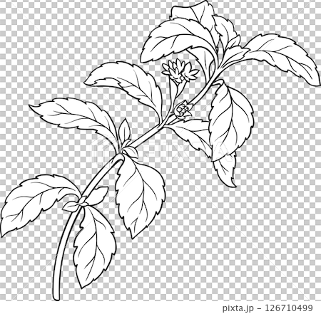 Stevia Branch Plant with Flowers and Leaves Outline Illustration. Natural sweetener for health care, sugar substitute. Organic nutritional dietary supplement 126710499