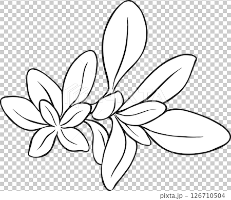 Sage Plant with Flowers and Leaves Outline Illustration Sage Plant with Flowers and Leaves Outline Illustration 126710504