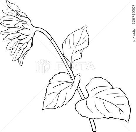 Sunflower Plant with Flower and Leaves Outline Illustration. Organic natural nutritional healthy food ingredient, vegetarian diet product. Sunflower Plant with Flower and Leaves Outline Illustration. Organic natural nutritional healthy food ingredient, vegetarian diet product. 126710507
