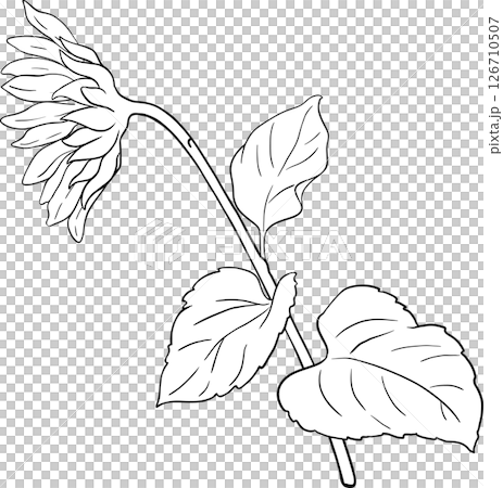 Sunflower Plant with Flower and Leaves Outline Illustration. Organic natural nutritional healthy food ingredient, vegetarian diet product. Sunflower Plant with Flower and Leaves Outline Illustration. Organic natural nutritional healthy food ingredient, vegetarian diet product. 126710507