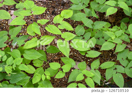 イカリソウ 薬草 薬効植物 イカリソウ 薬草 薬効植物 126710510