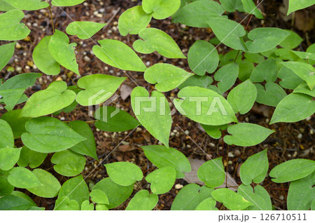 イカリソウ　薬草　薬効植物 126710511